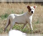 Small #13 American Bulldog-Staffordshire Bull Terrier Mix