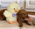 Small #1 Golden Retriever