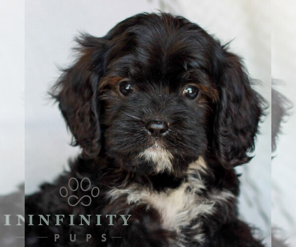 Medium Photo #1 Cavapoo (Miniature) Puppy For Sale in ELIZABETHTOWN, PA, USA
