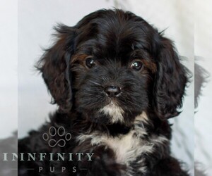 Cavapoo (Miniature) Puppy for sale in ELIZABETHTOWN, PA, USA