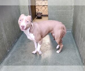American Pit Bull Terrier Dogs for adoption in Downey, CA, USA