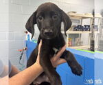 Small Photo #3 Labrador Retriever-Retriever  Mix Puppy For Sale in Washington, DC, USA