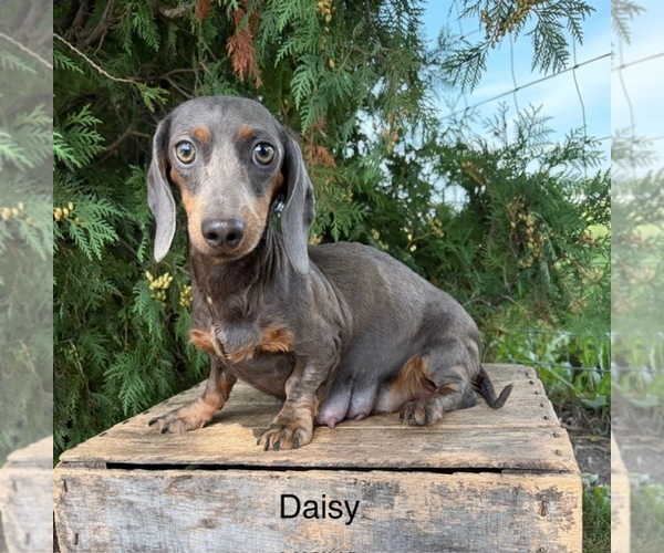 Medium Photo #1 Dachshund Puppy For Sale in MIDDLEBURY, IN, USA