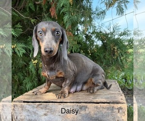 Mother of the Dachshund puppies born on 08/04/2026