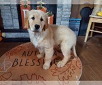 Small Photo #7 Golden Retriever Puppy For Sale in PEYTON, CO, USA