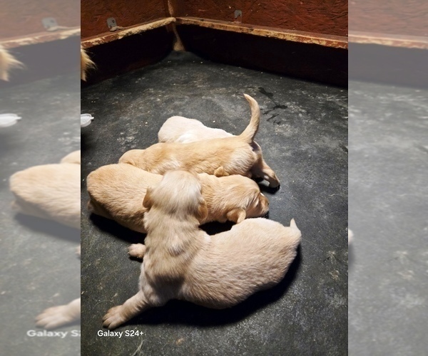 Medium Photo #2 Golden Retriever Puppy For Sale in LEON, KS, USA