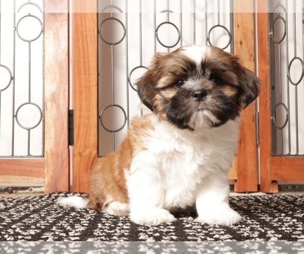 Medium Photo #1 Shih Tzu Puppy For Sale in NAPLES, FL, USA