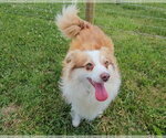 Small #5 Pomeranian Mix