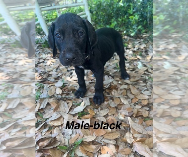Medium Photo #7 Great Dane Puppy For Sale in FORT DENAUD, FL, USA