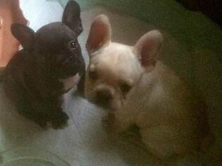 French Bulldog Puppy for sale in DUNNELLON, FL, USA