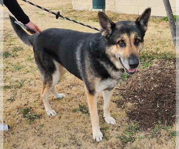 Medium Photo #9 German Shepherd Dog-Unknown Mix Puppy For Sale in Rockwall, TX, USA