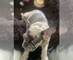 Small Photo #3 French Bulldog Puppy For Sale in EL CERRITO, CA, USA
