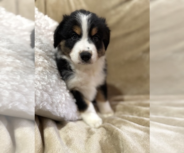 Medium Photo #23 Australian Shepherd Puppy For Sale in EUSTIS, FL, USA