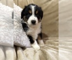 Small Photo #23 Australian Shepherd Puppy For Sale in EUSTIS, FL, USA