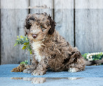 Puppy Bobby Poodle (Miniature)-Portuguese Water Dog Mix