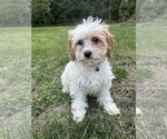 Small #14 Cavapoo-Poodle (Miniature) Mix