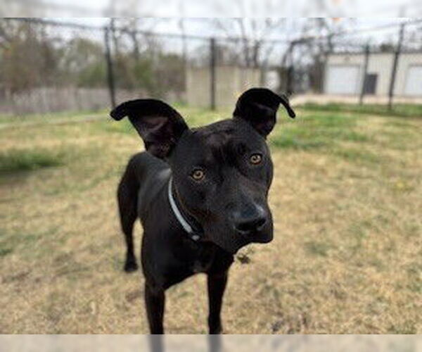 Medium Photo #3 Mutt Puppy For Sale in Temple, TX, USA
