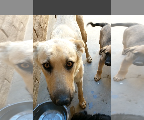 Medium Photo #3 Mutt Puppy For Sale in Apple Valley, CA, USA