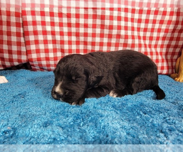 Medium Photo #30 Golden Mountain Dog Puppy For Sale in BLACK FOREST, CO, USA