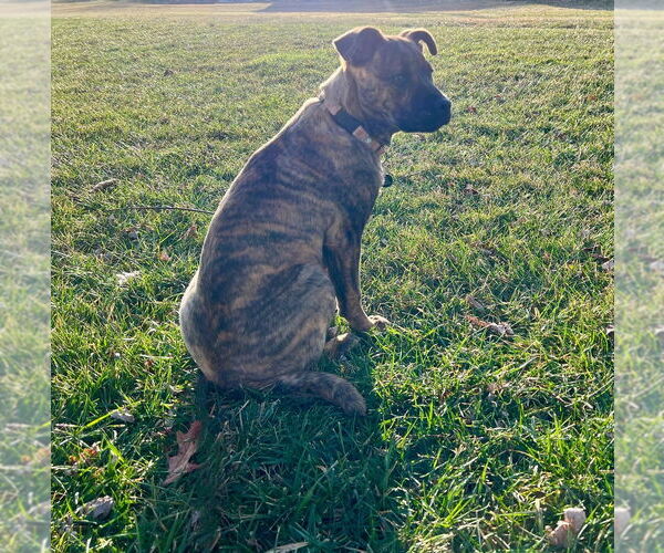 Medium Photo #2 Mutt Puppy For Sale in Springdale, PA, USA