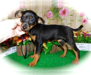 Miniature Pinscher Puppy for sale in SOUTH CALUMET AVENUE, IN, USA