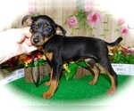 Image preview for Ad Listing. Nickname: Mini Pinscher X