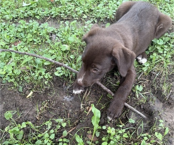 Medium Photo #10 Borador Puppy For Sale in MARION, VA, USA