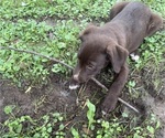 Small #9 Borador