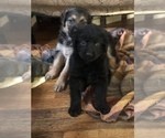 Small Photo #23 Shepradors Puppy For Sale in BELLEFONTE, DE, USA