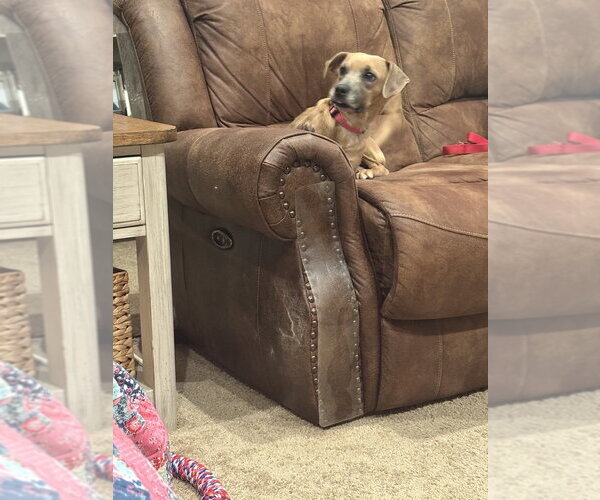 Medium Photo #1 Doxle Puppy For Sale in Aurora, IN, USA