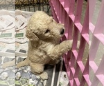 Small Photo #9 Poodle (Standard) Puppy For Sale in ORMOND BEACH, FL, USA