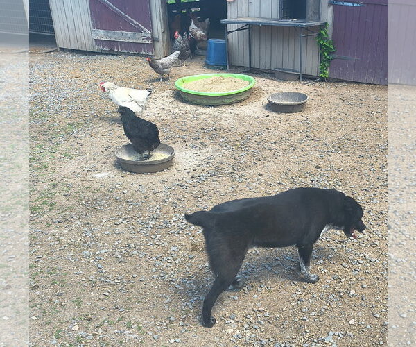 Medium Photo #3 Mutt Puppy For Sale in Garden City, NY, USA
