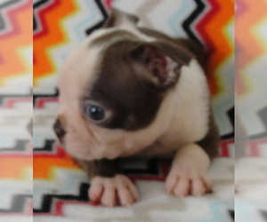 Boston Terrier Puppy for sale in BEND, OR, USA