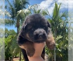 Small Photo #2 German Shepherd Dog Puppy For Sale in WELLINGTON, FL, USA