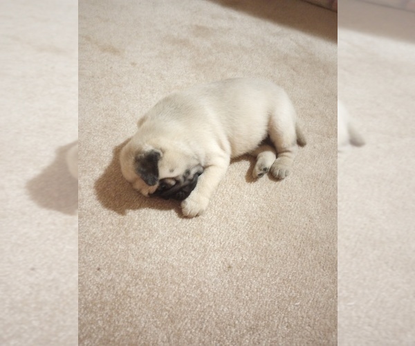 Medium Photo #2 Pug Puppy For Sale in SAINT PAUL, MN, USA