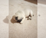 Small #1 Pug