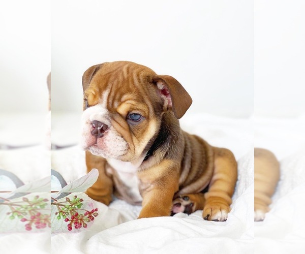 Medium Photo #11 English Bulldog Puppy For Sale in CORONA, CA, USA