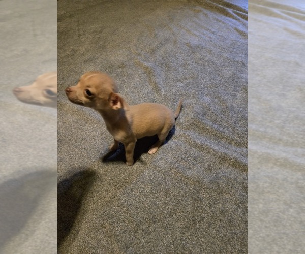 Medium Photo #2 Taco Terrier Puppy For Sale in NANJEMOY, MD, USA