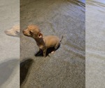 Small #1 Taco Terrier