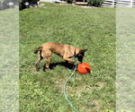 Small #2 Mutt