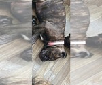 Puppy Pinky Cane Corso