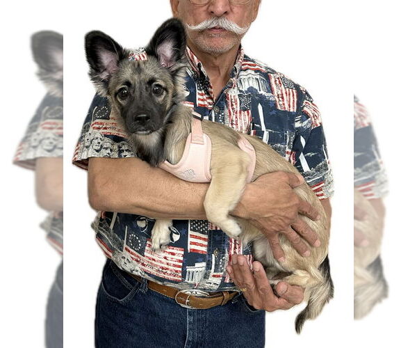 Medium Photo #6 Dachshund-Unknown Mix Puppy For Sale in Wakefield, RI, USA