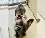 Small #1 French Bulldog