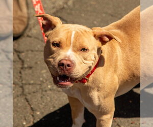 Saleta - Female Mutt Dog for Adoption - Photo #2
