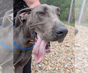 Charlie - Male Great Dane Dog for Adoption - Photo #4