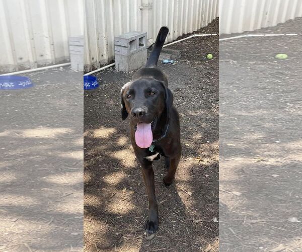 Medium Photo #8 Chocolate Labrador retriever-Labrador Retriever Mix Puppy For Sale in Houston, TX, USA