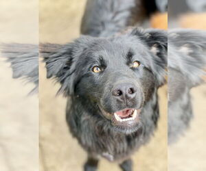 Mutt Dogs for adoption in Newport Beach, CA, USA