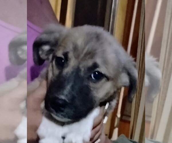 Medium Photo #1 Staffordshire Bull Terrier-Unknown Mix Puppy For Sale in The Woodlands, TX, USA