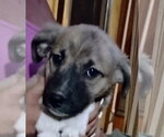 Chewy - Male Staffordshire Bull Terrier-Unknown Mix Dog for Adoption - Small photo