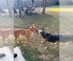 Small #2 American Pit Bull Terrier-Labrador Retriever Mix